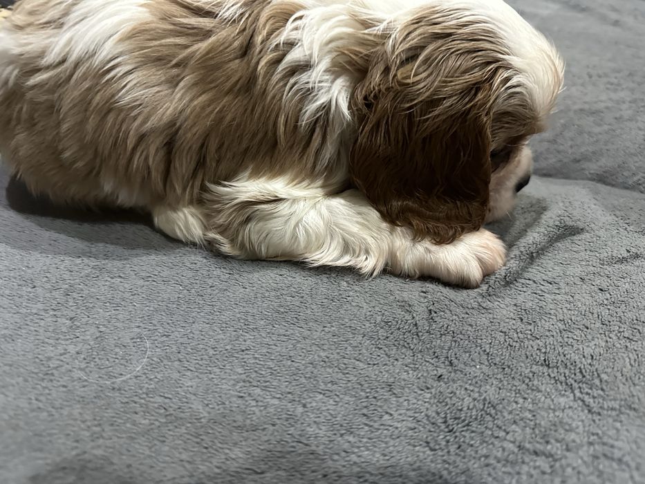 Празнична промоция. Продавам малки кавалерчета