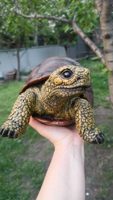 Садовая черепашка