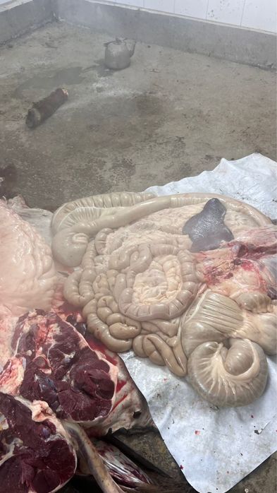 Сиыр, жылқы еті/мясо конины, телятины