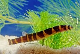 Kuhli Loach.    .