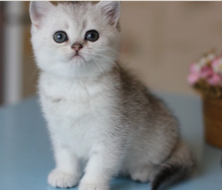 Котята Мраморные , Шиншиллы , Бикалоры