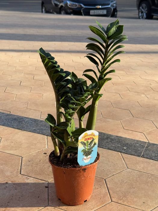 Замиокулькас Зензи