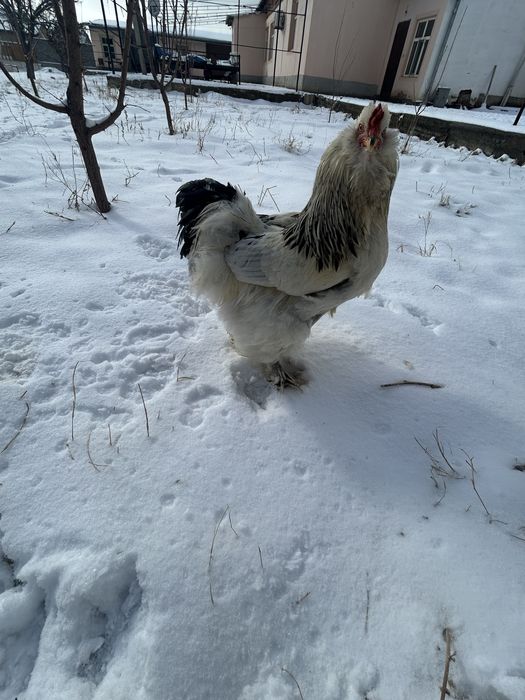 Кептерлер сатылады