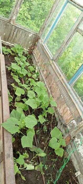 Продаю срочно дачу ДО МИЧУРИНЕЦ