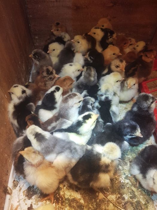 Vând pui țărănești