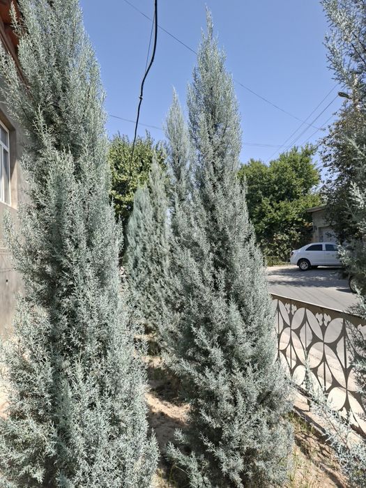 Кипарис Аризоник Италия Kiparis.