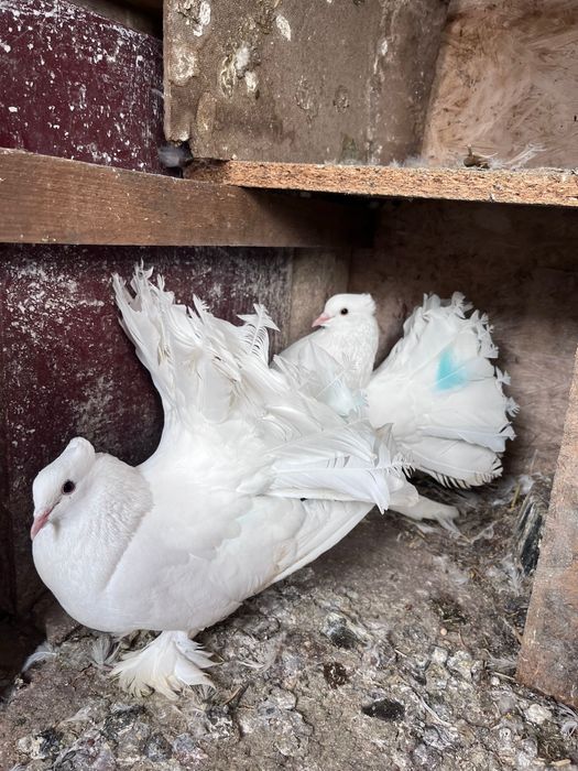 Porumbei voltati indieni