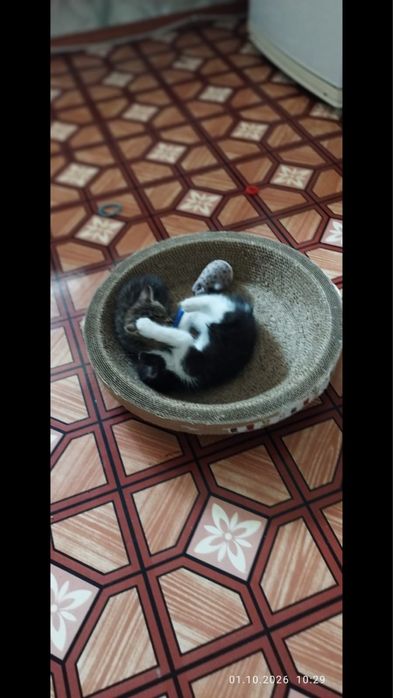 Отдам котят в добрые руки