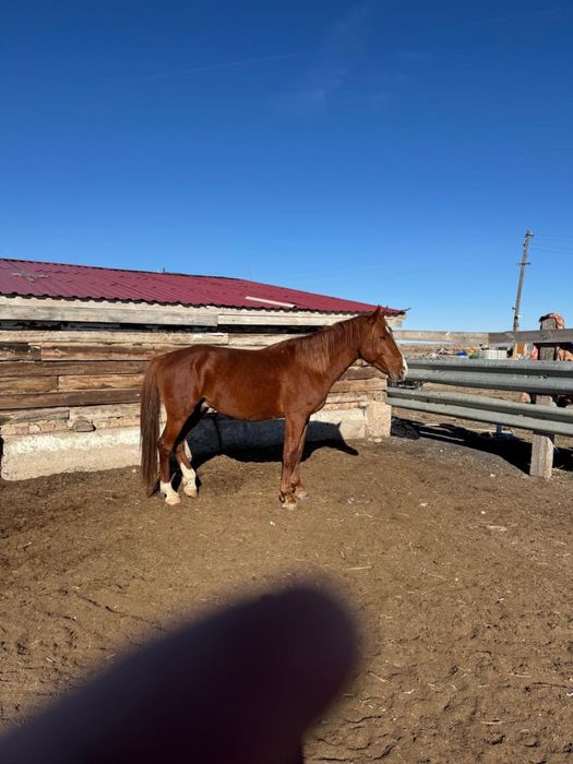 Бес жасар айғыр …