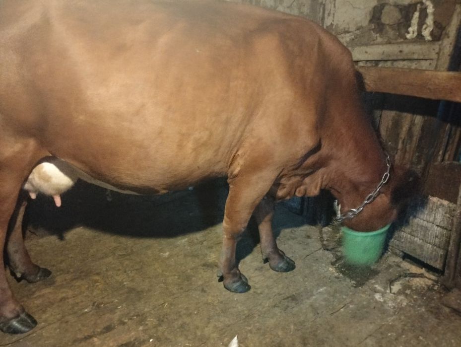 Продам стельную молодую корову