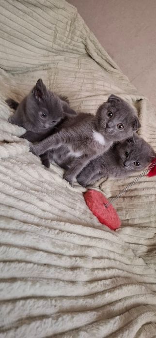 Шотландские котята