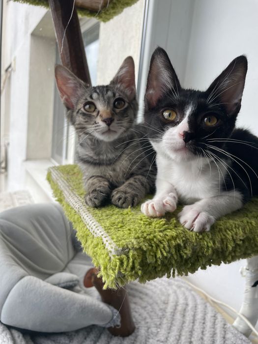 Adoptie pisici Bucuresti
