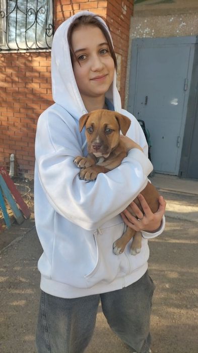 Отдам в добрые руки щенка