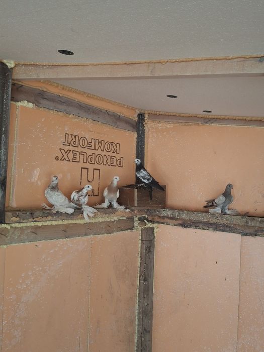 Продам голубей разных мастей