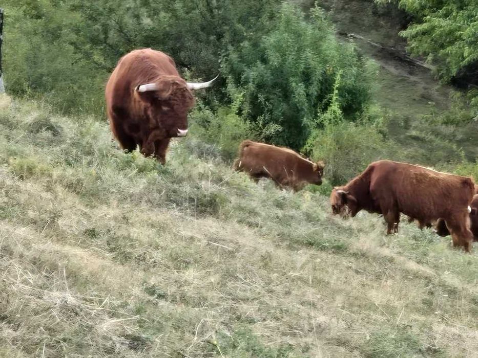 Vindem vaci Highland