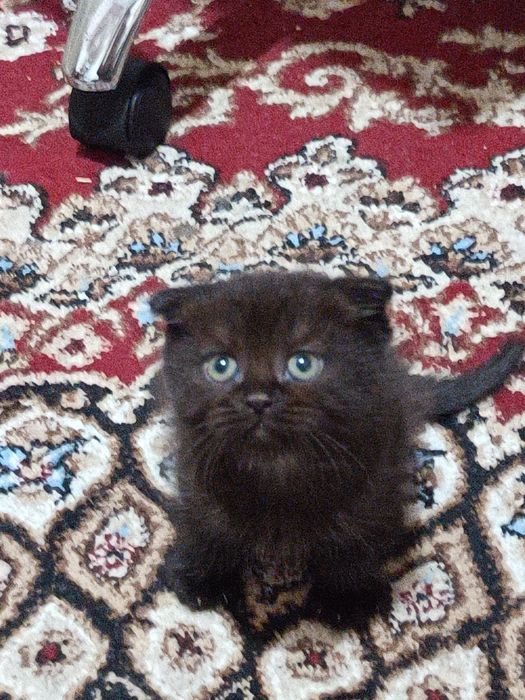 Зотдор скоттиш фолд мушукча сотилади. Акилли ва уйинкарок