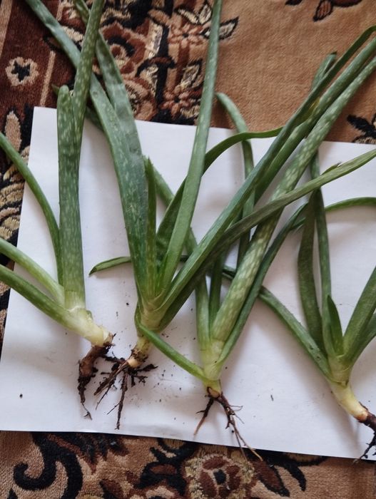 Продам ростки алоэ вера.