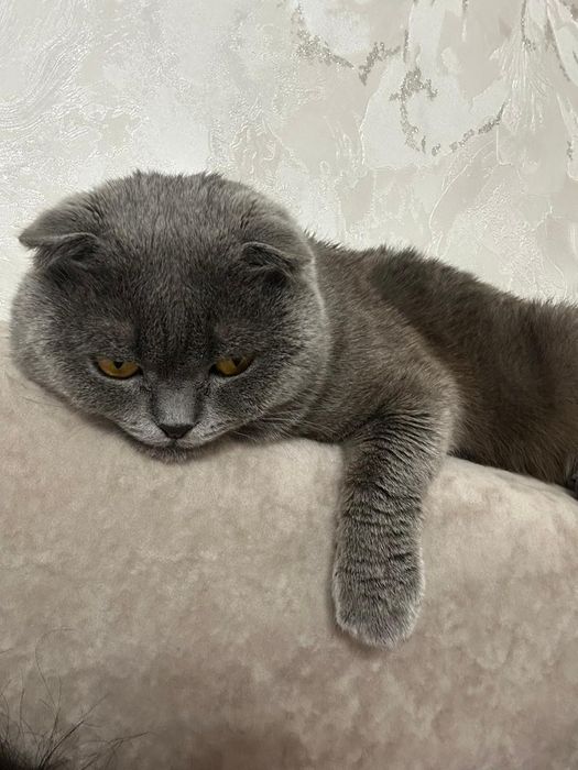 Продаю британцев вислоухих