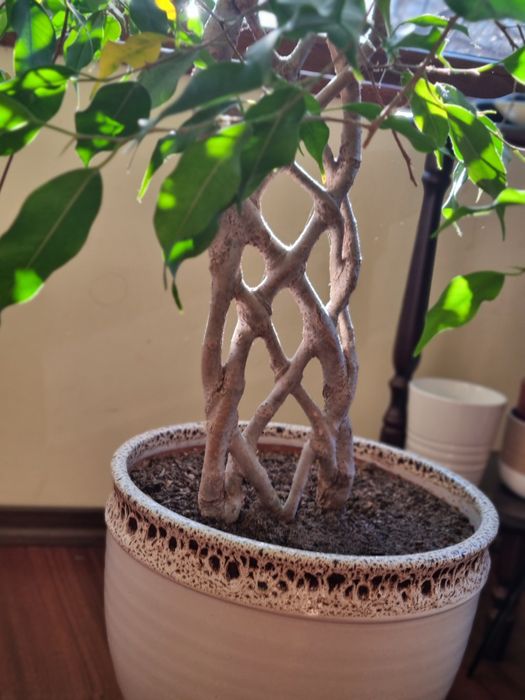 Фикус бенджамин.