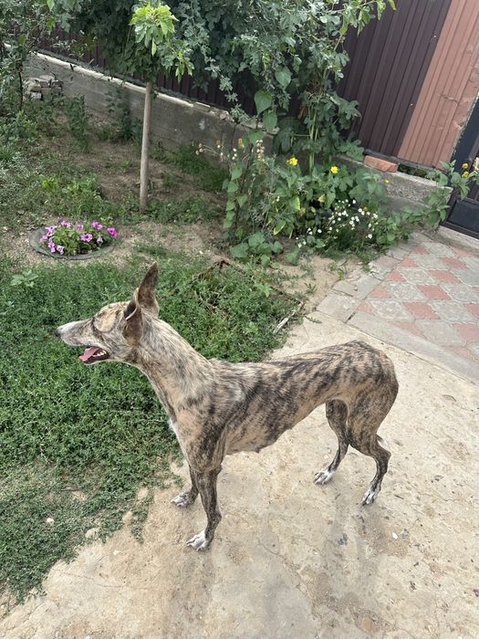 Ит жоғалды Пропала собака