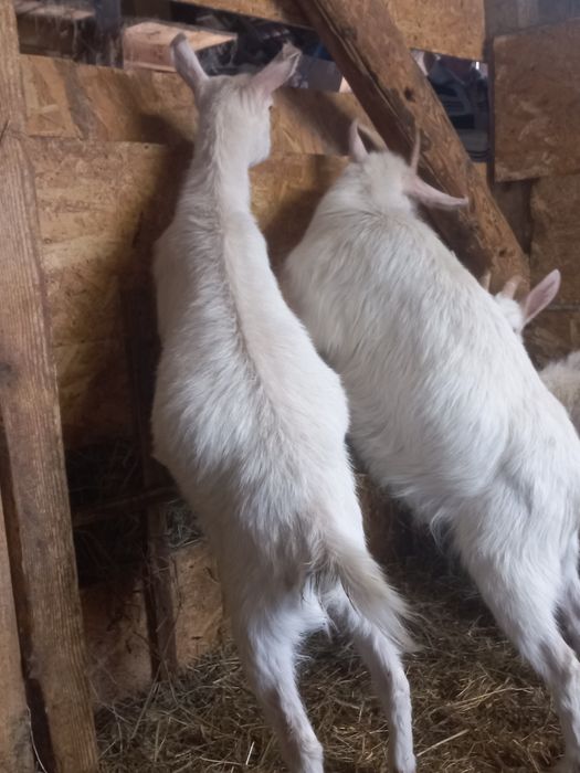 Ieduțe saanen și metis saanen din aprilie 2024, din mame cu mult lapte