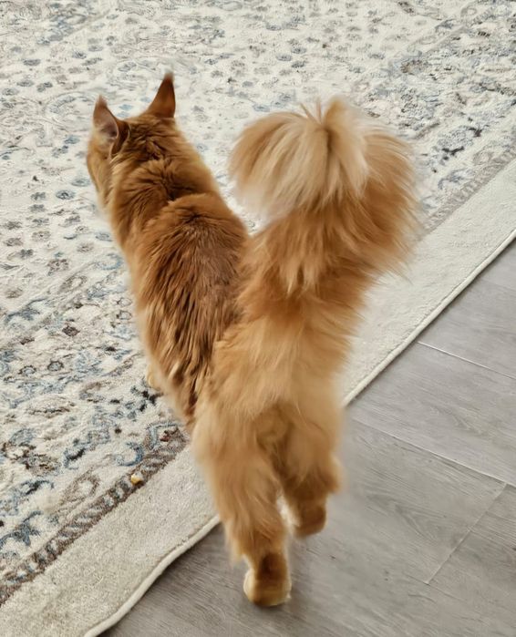 Полидакт мейнкун