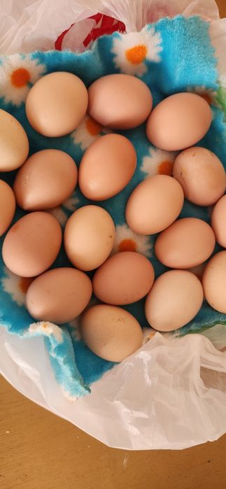 Продоются домашние яйца кур месных и  кур брама  можно и под икубатор