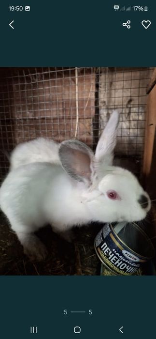 Продам домашних кроликов