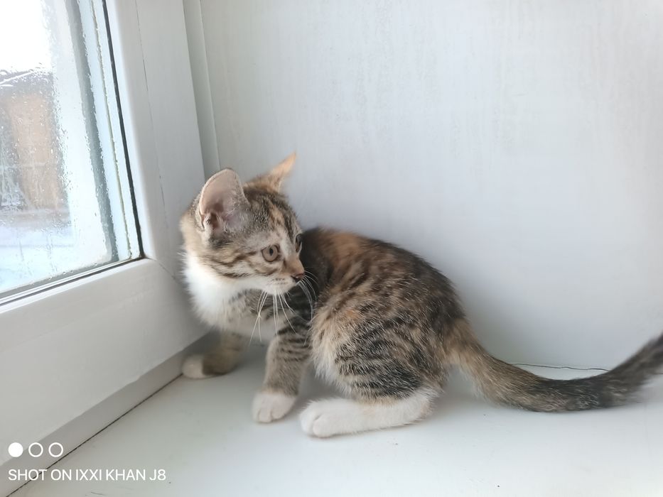 Отдаем котят в хорошие руки