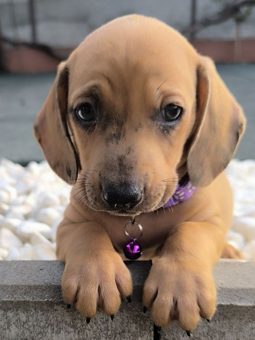 Teckel dachshund