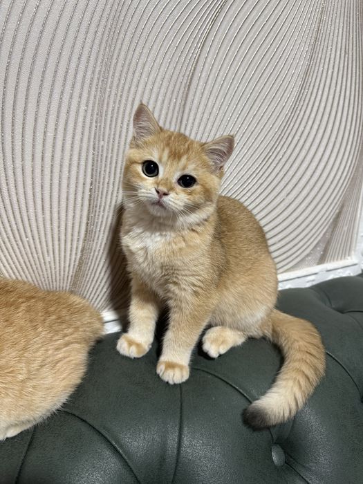 Шиншила 2 йош