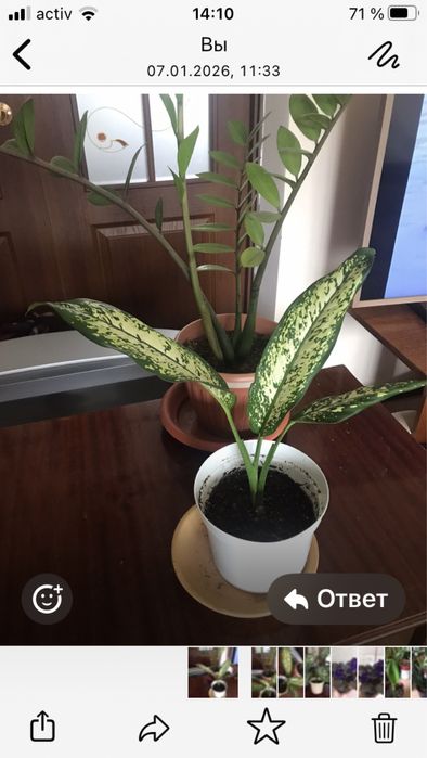 Диффенбахия. Не прихотливая в уходе.