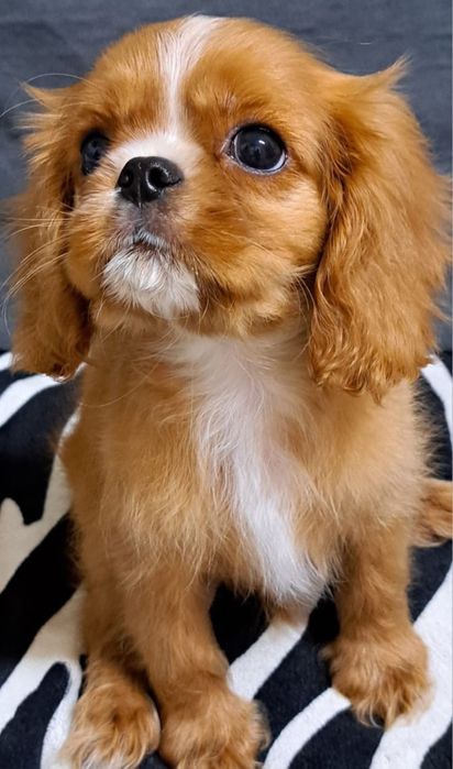 Продаются щенки Кавалер-Кинг Чарльз спаниель