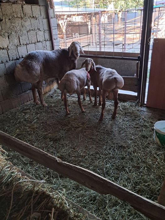 Арашан кошкар тукымдыка .