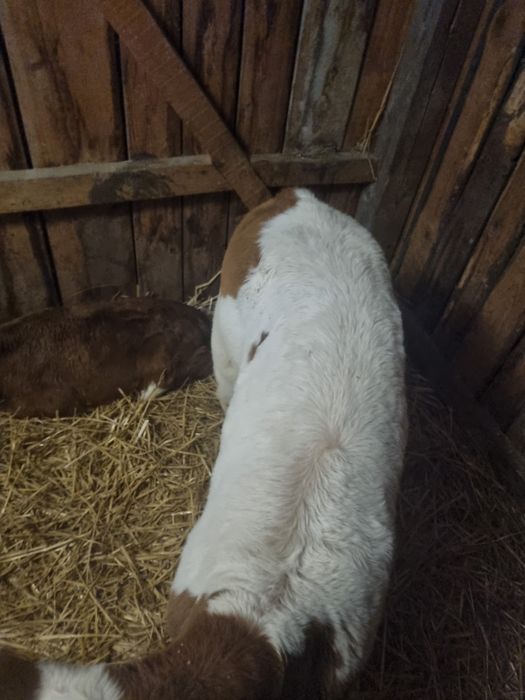 Vand trei vitei baltati