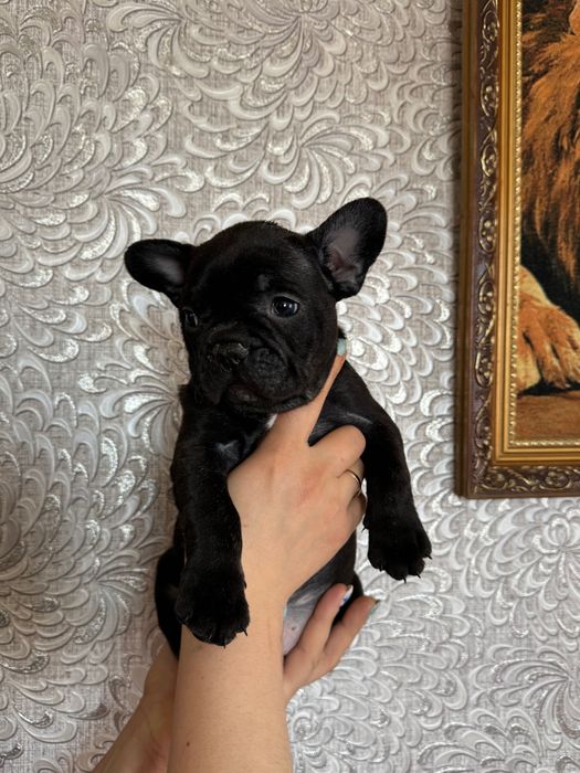 Французский бульдог