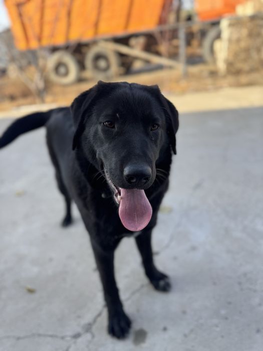 Лабрадор один годик