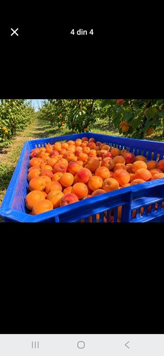 Vând caise de țuică sau pălincă dulci si zemoase începem dupa data de 01 06 2026 pentru comenzi sunați la Nr de tel 0️⃣7️⃣4️⃣6️⃣3️⃣0️⃣3️⃣3️⃣8️⃣7️⃣