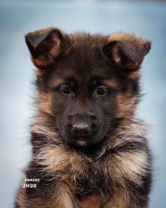 Щенки немецкой овчарки