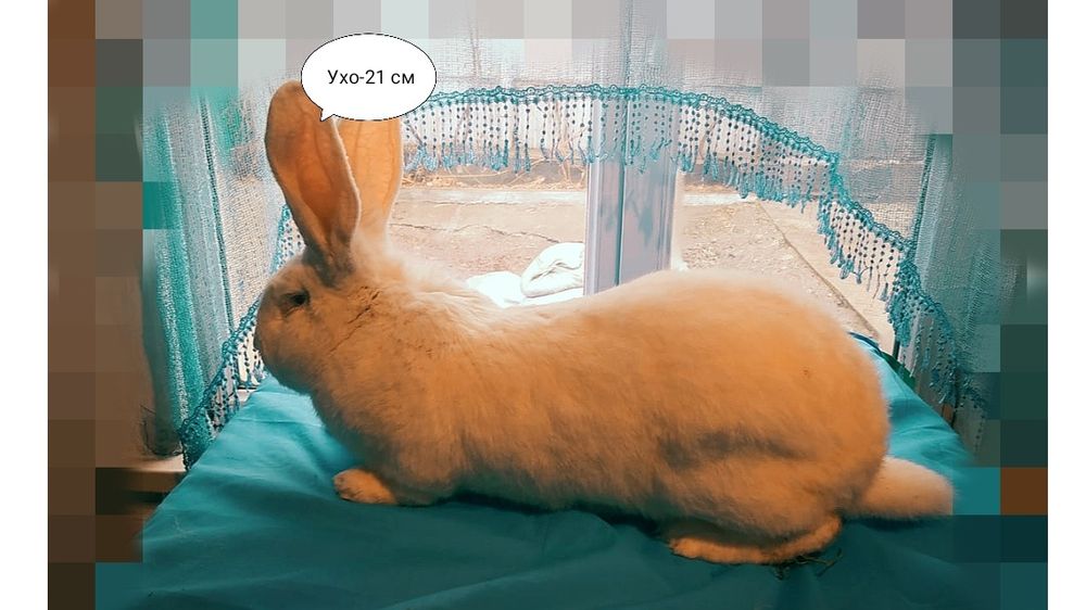 Продам крольчат, порода Фландер