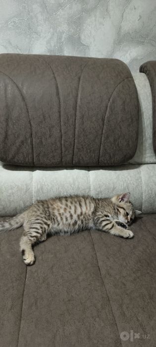 Кошка Бесплатно Срочно