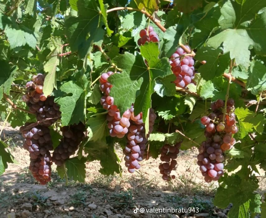 Struguri de vin.preț real, transport la domiciliu