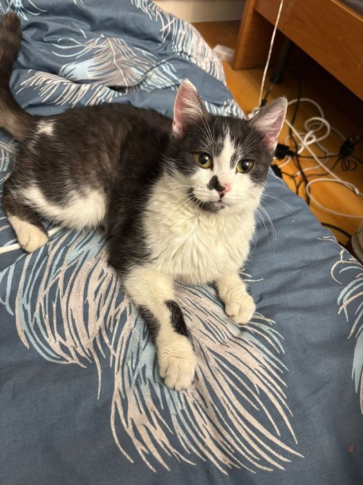 Срочно котик в добрые руки