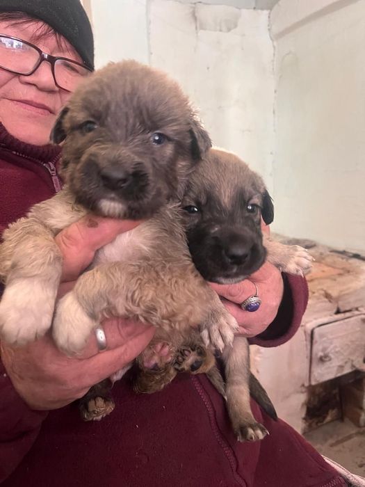 Красивые щенки в дом