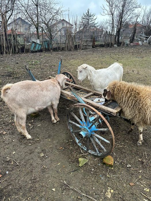Две кози, майка и дъщеря