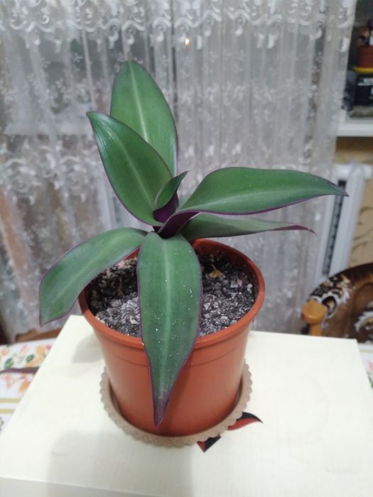 Продам комнатные цветы