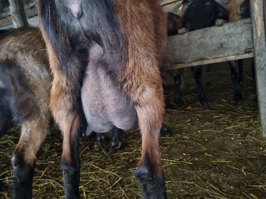 Capre alpin franceze de vânzare! 5 capre si un țap toate fără coarne!