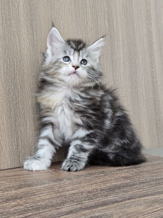 Шикарная девочка мейн-кун