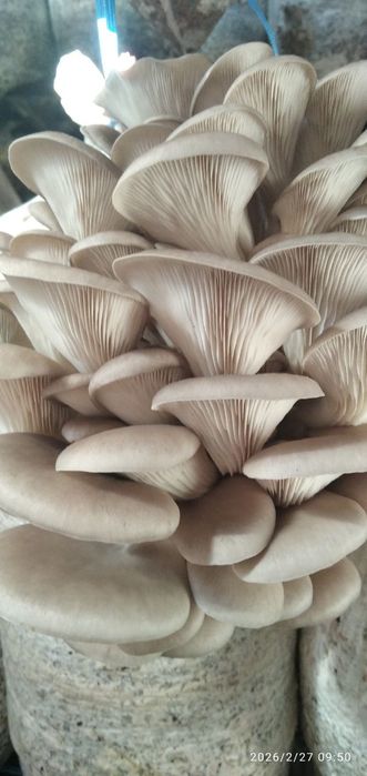 Грибы вешенка.   [Qo'ziqorin]