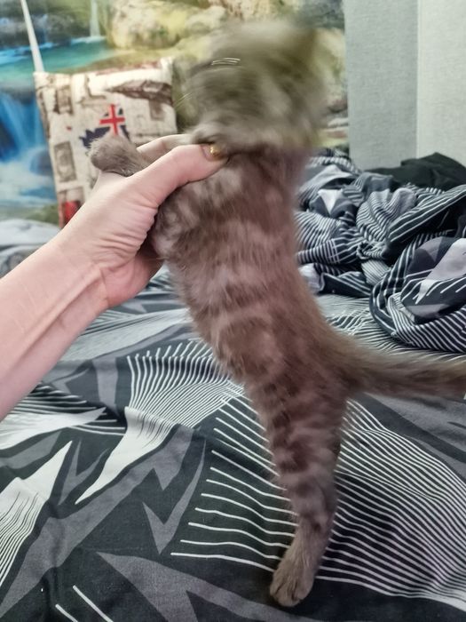 Шотландские котята